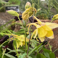Aquilegia chrysantha 'Yellow Queen'